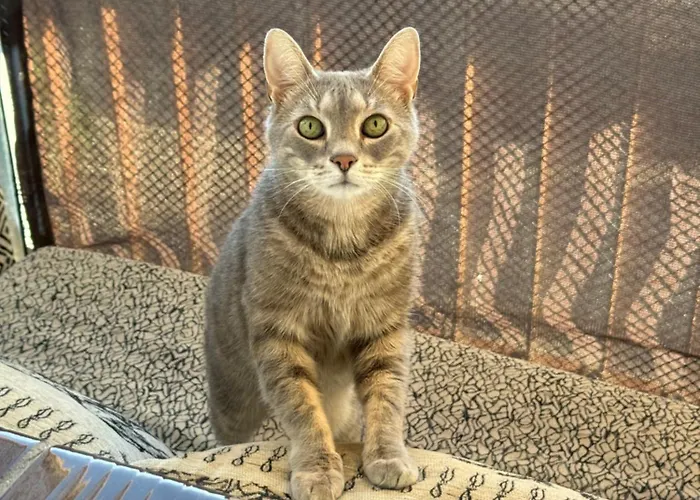 Homestay Chocisza Moonsky